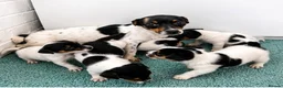Jack Russell dogs for sale: Jack Russell Puppies Tri Coloured  - Advert 7