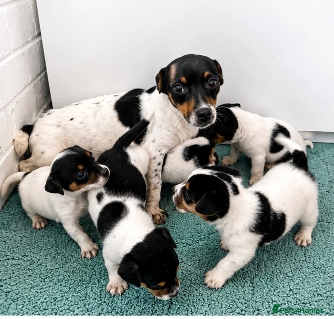 Jack Russell dogs for sale: Jack Russell Puppies Tri Coloured  - Advert 7
