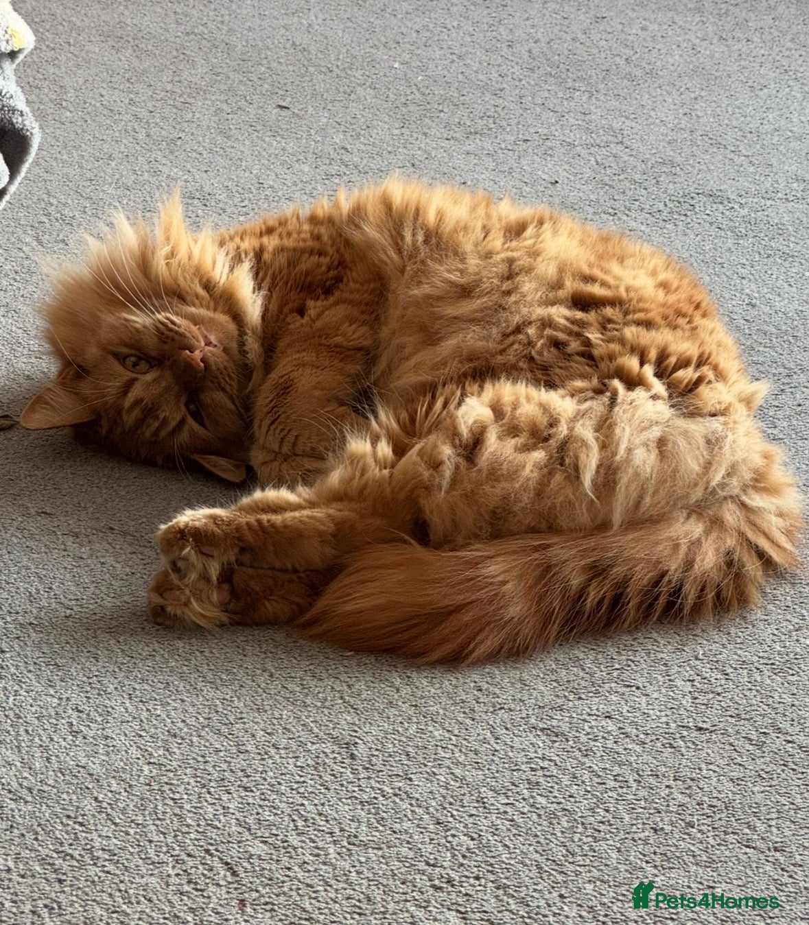 Mixed Breed cats for sale: Beautiful boy for rehoming - Advert 6