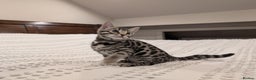 Bengal cats for sale: 🖤🤎 Gorgeous Bengal Kittens 🤎🖤 - Advert 13