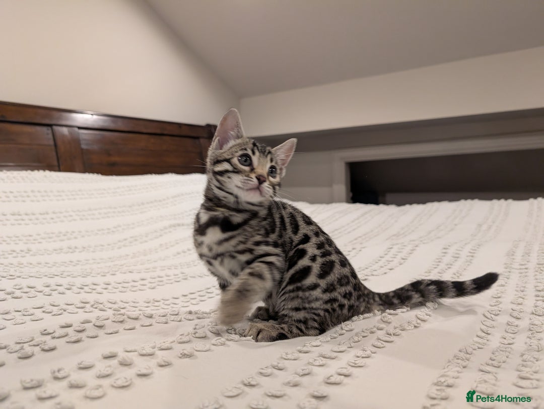Bengal cats for sale: 🖤🤎 Gorgeous Bengal Kittens 🤎🖤 - Advert 13