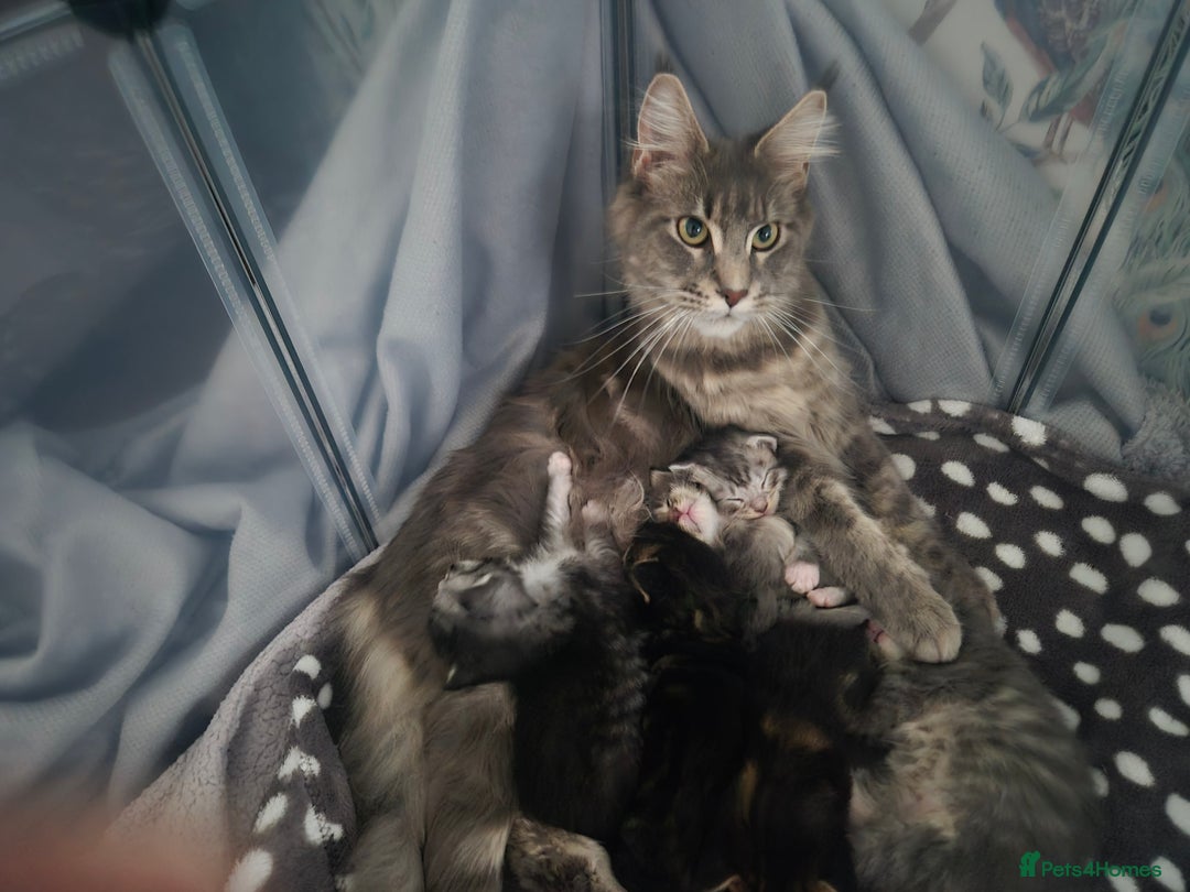 Maine Coon cats for sale: Gorgeous Maine Coons for sale - Image 9