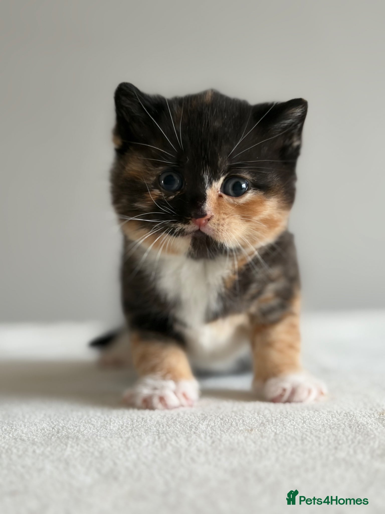 British Shorthair cats Your perfect pussycat - Advert 1