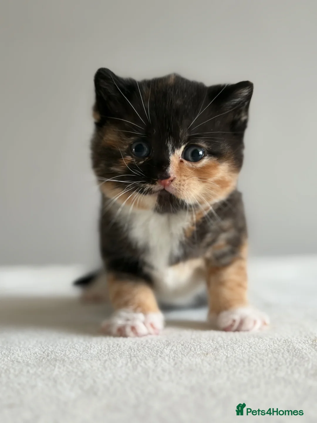 British Shorthair cats for sale: Your perfect pussycat - Advert 1