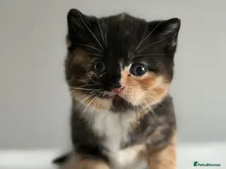 British Shorthair cats Your perfect pussycat - Advert 1