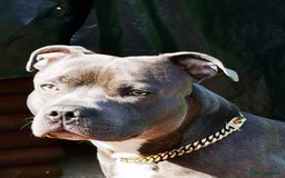 Staffordshire Bull Terrier dogs for sale: For Sale Blue Staffies/ Blue Staffordshire  - Image 5