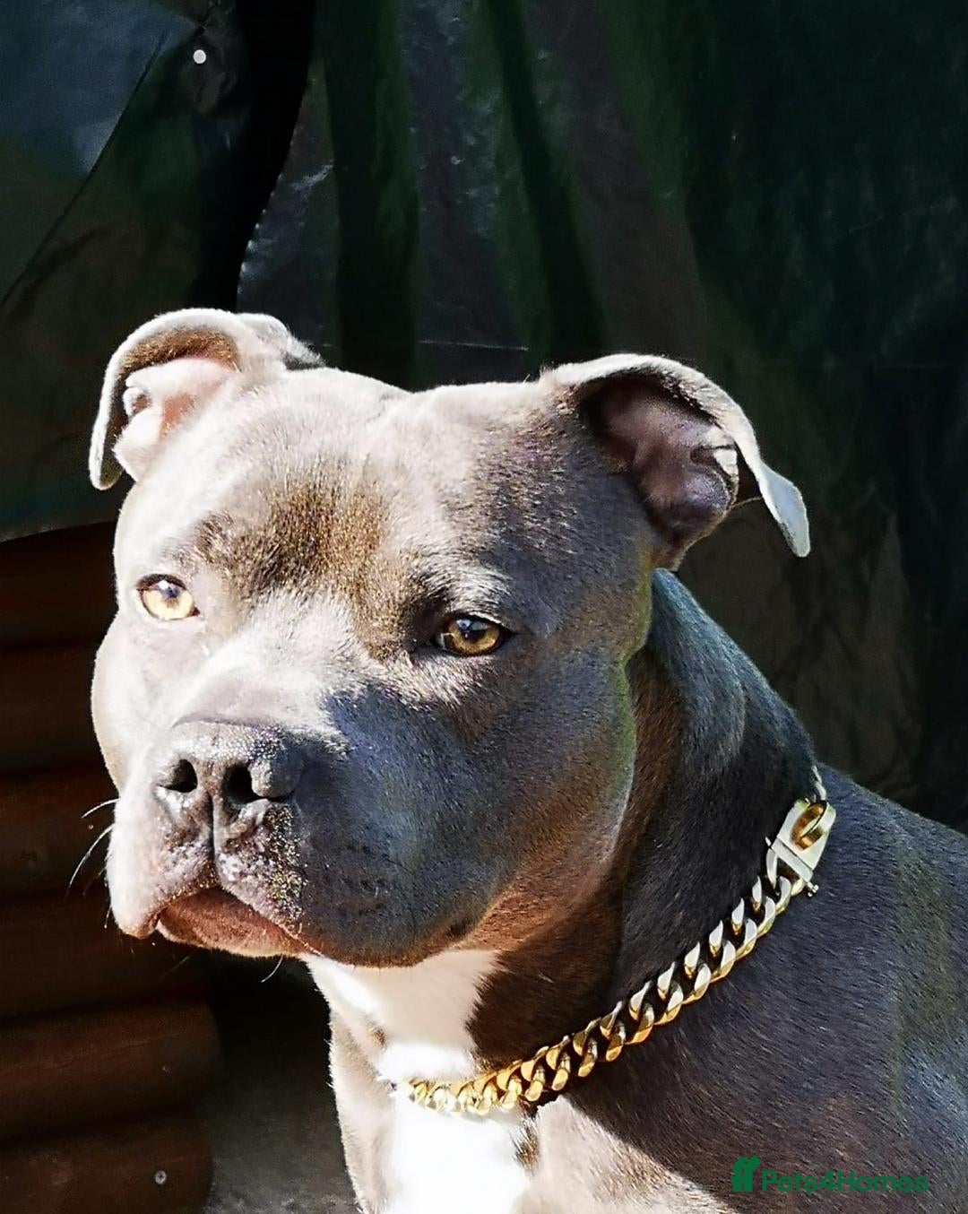 Staffordshire Bull Terrier dogs for sale: For Sale Blue Staffies/ Blue Staffordshire  - Image 5
