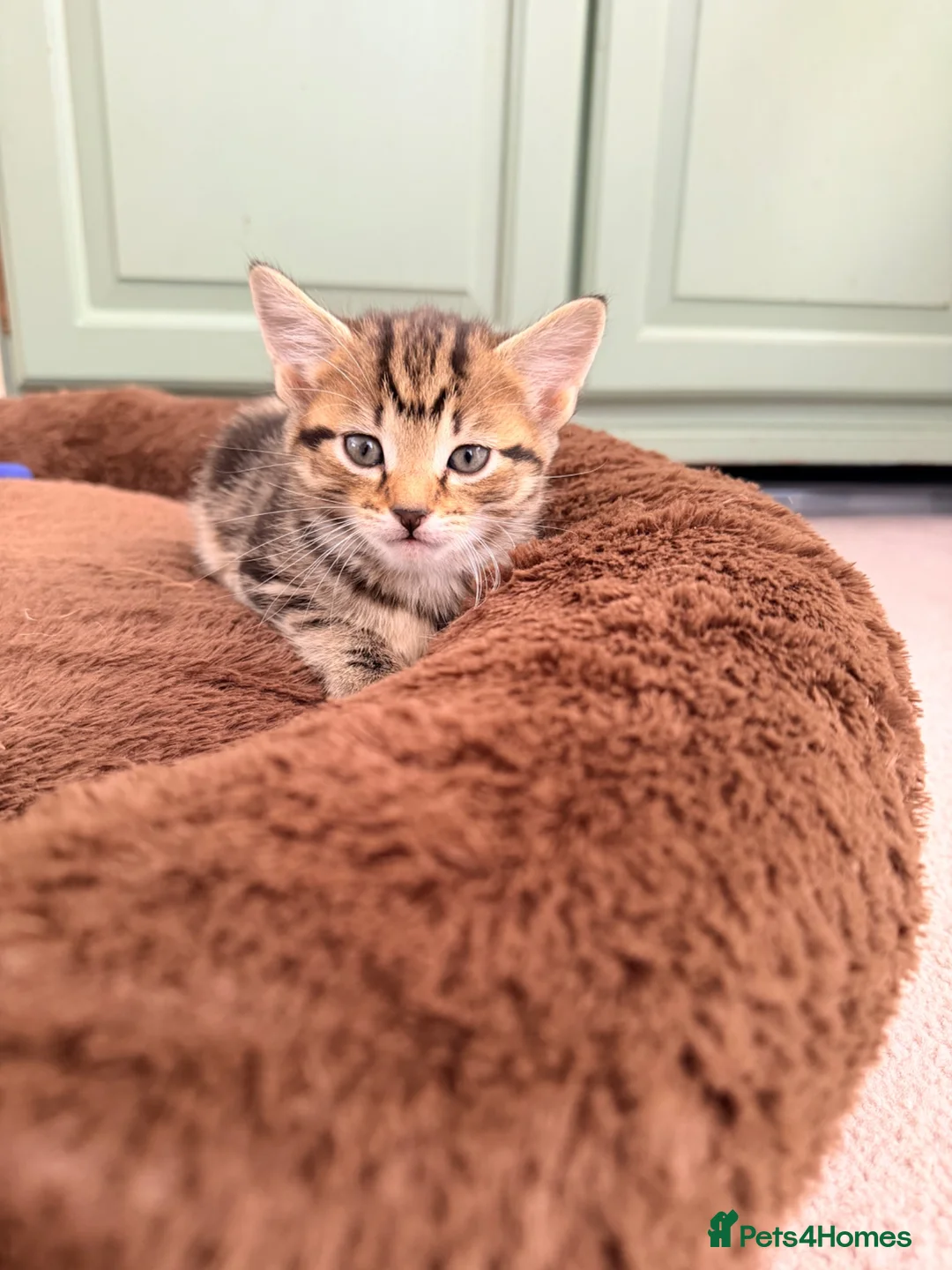 Mixed Breed cats for sale: Gorgeous mix  - Advert 7