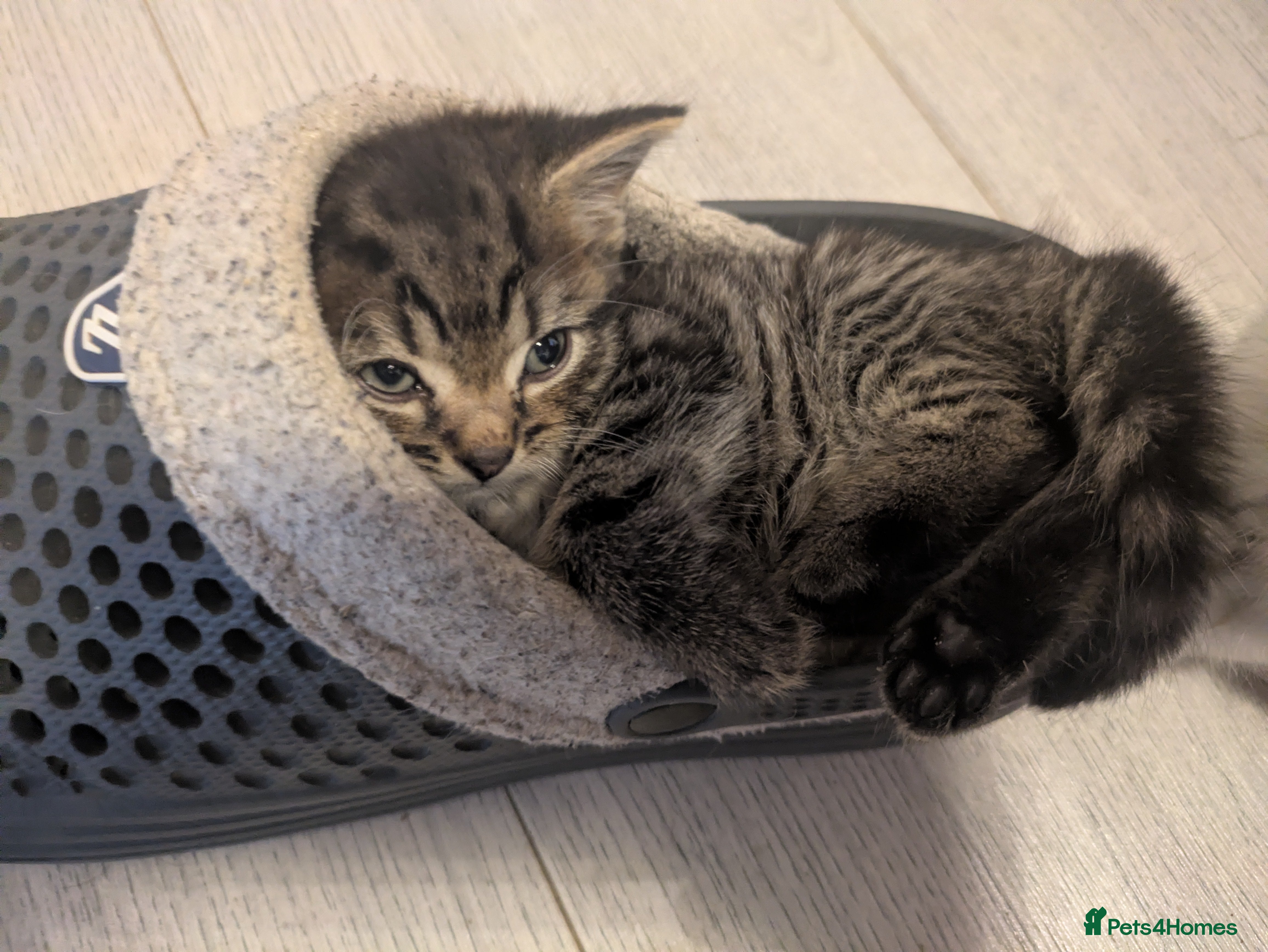 Mixed Breed cats Stunning male tabby  - Advert 2