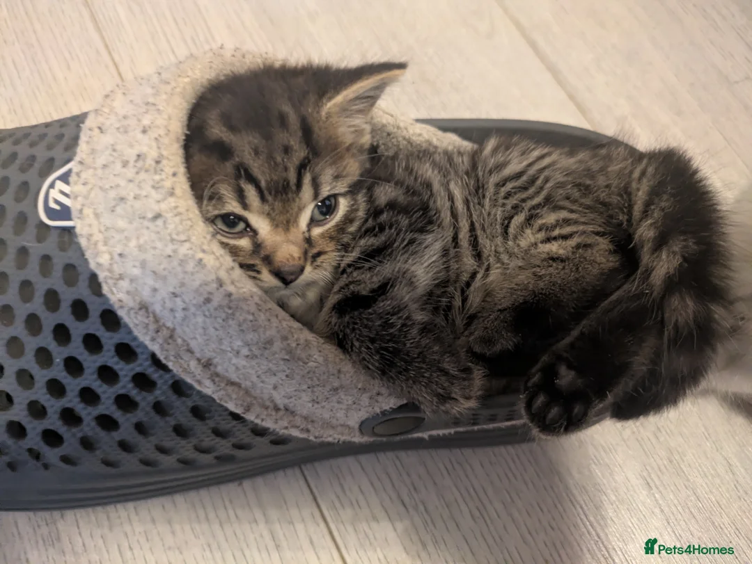 Mixed Breed cats for sale: Stunning male tabby  - Advert 1