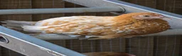 Chickens poultry for sale: Sablepoot Pullets - Advert 2