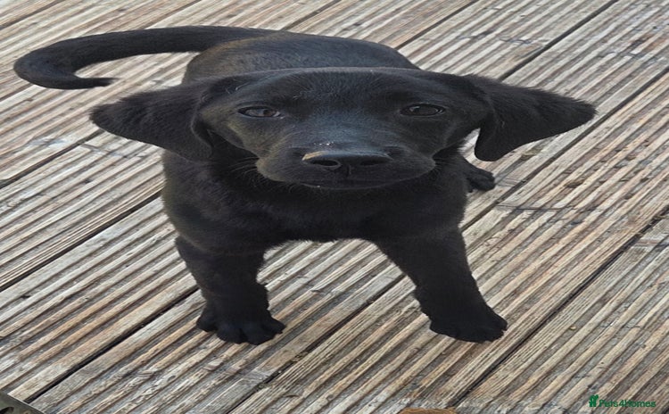 Labrador Retriever dogs - Advert 2