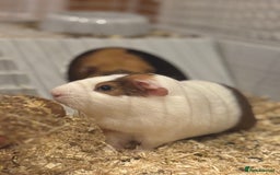 Guinea Pig rodents for sale: 2 Guinea pigs - Advert 1