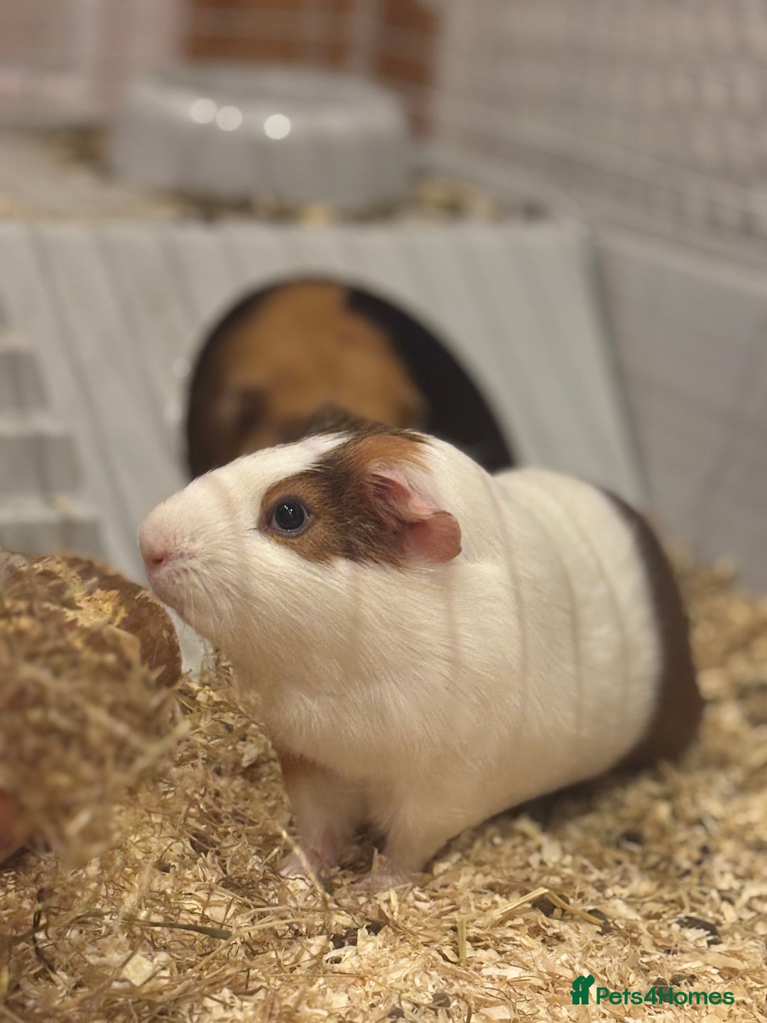 Guinea Pig rodents for sale: 2 Guinea pigs - Advert 1