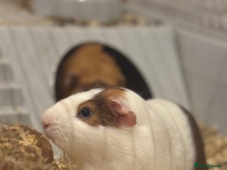 Guinea Pig rodents for sale: 2 Guinea pigs - Advert 1