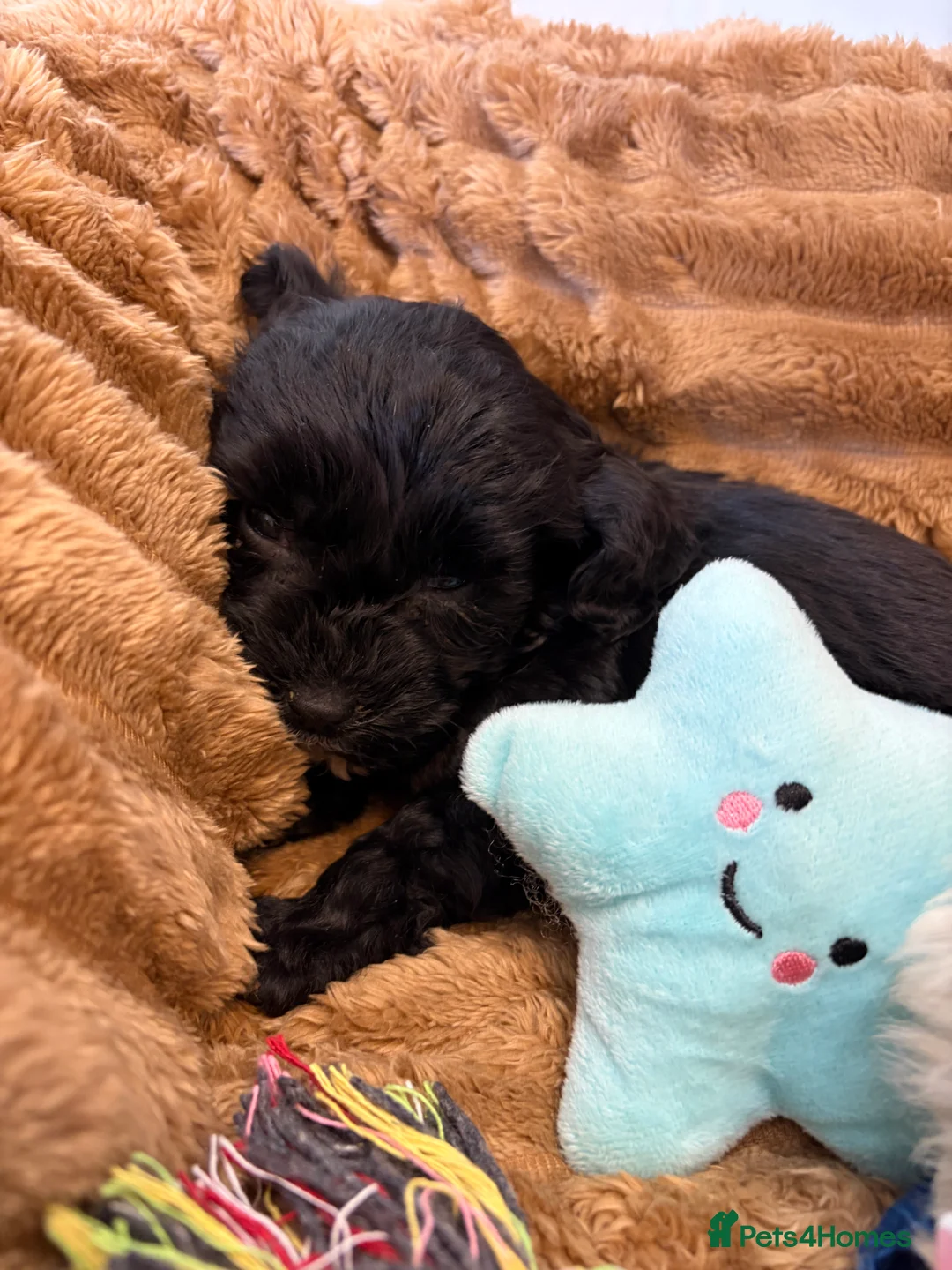 Cockapoo dogs for sale: 🐾STUNNING COCKERPOO F1 REGISTERED BREEDER🐾 - Advert 9