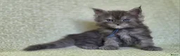 Maine Coon cats for sale: Stunning Black And Blue Smoke Pedigree Maine Coons - Advert 5