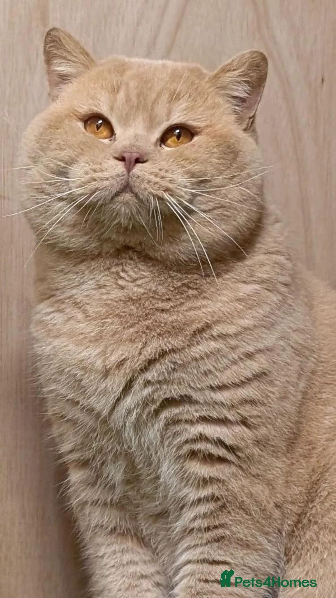 British Shorthair cats for sale: British Shorthair Cream Male (4 years) - Advert 7