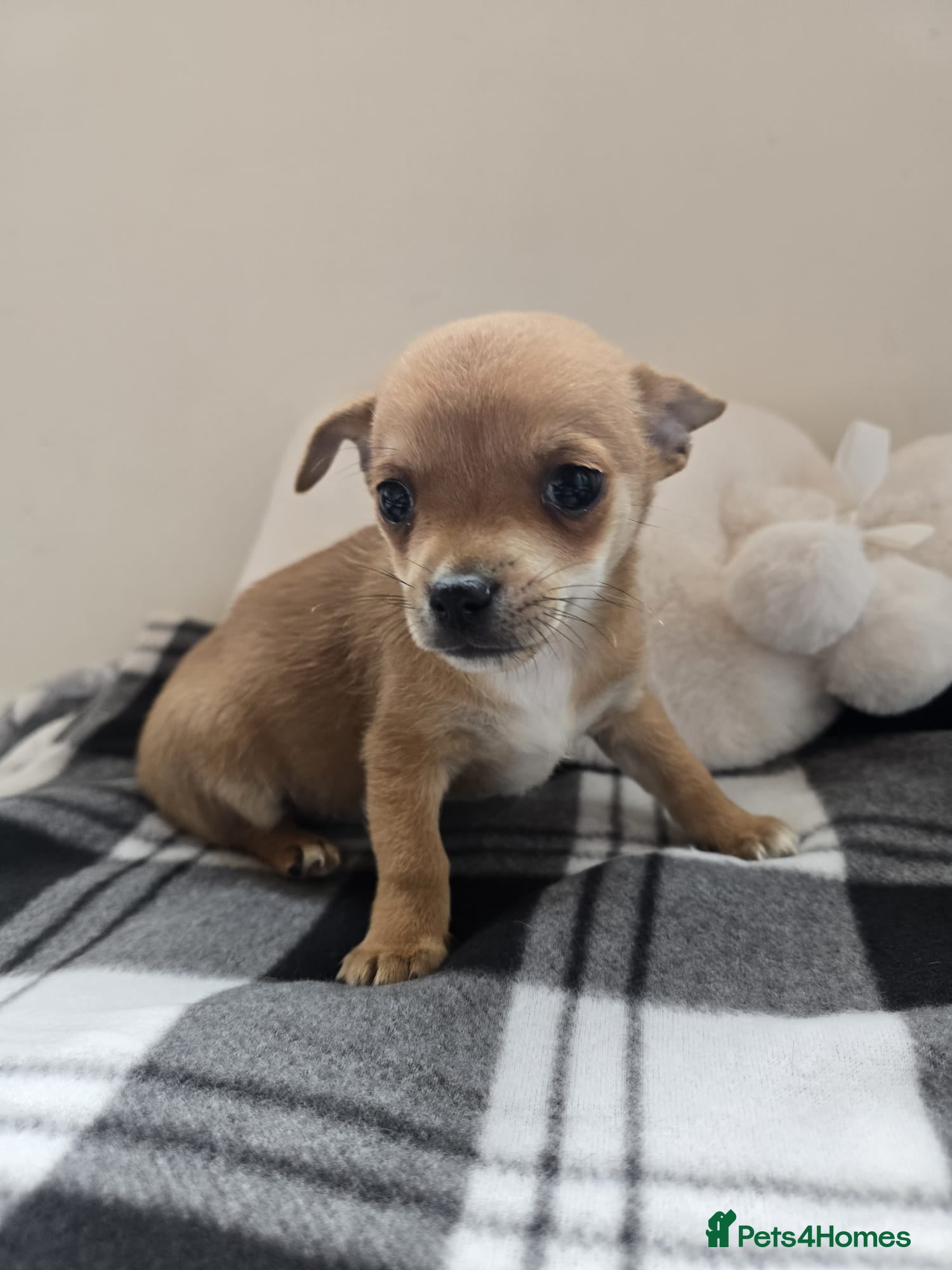 Chihuahua dogs Chihuahua puppies  in Dagenham - Advert 2