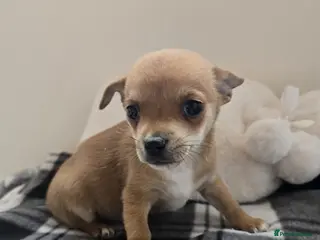 Chihuahua dogs Chihuahua puppies in Dagenham - Advert 1