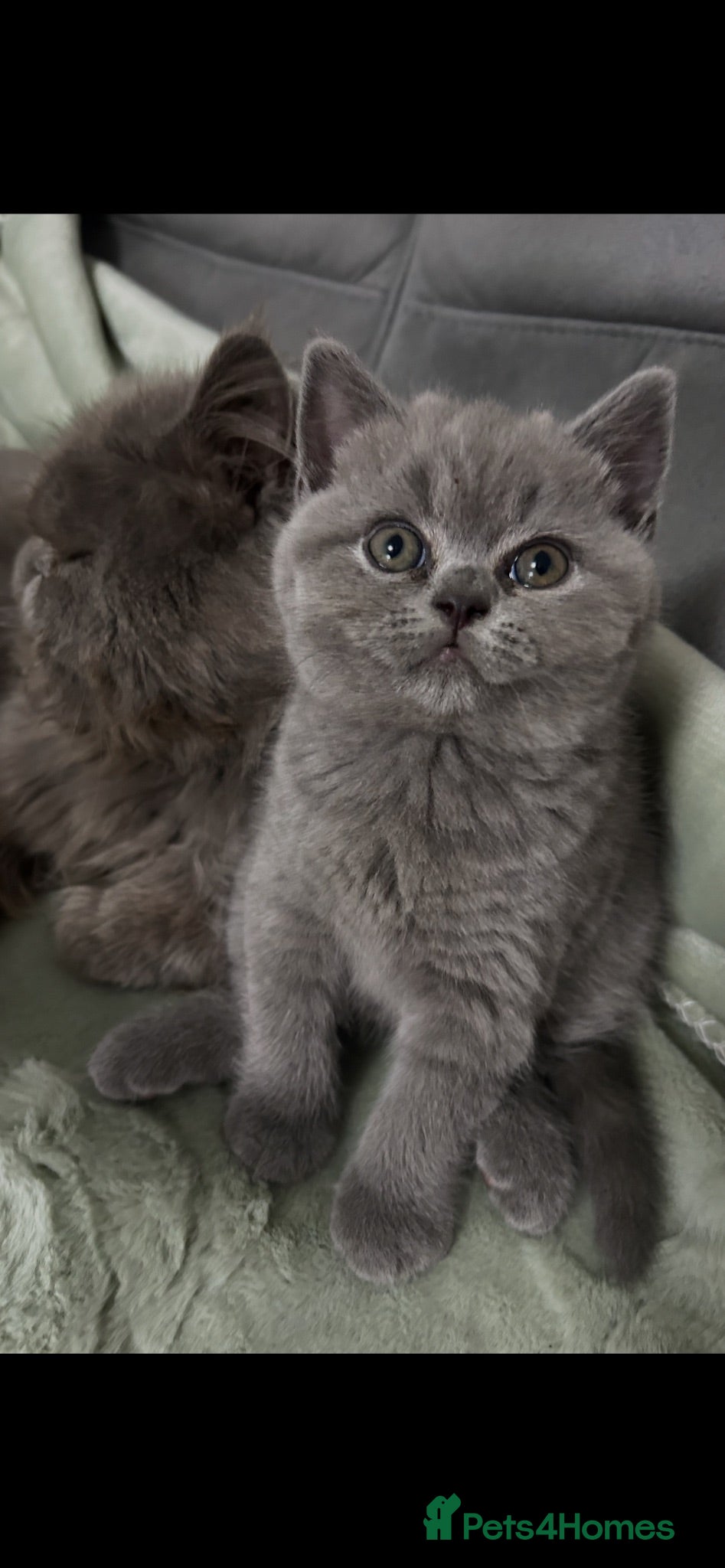 Mixed Breed cats Beautiful British shorthair/persian kittens - Advert 17