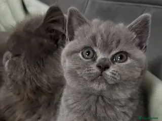 Mixed Breed cats Beautiful British shorthair/persian kittens - Advert 17