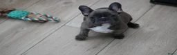 French Bulldog dogs for sale: French Bulldog Puppy – Last One Available - Advert 11