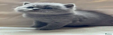 British Shorthair 3
