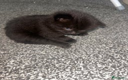 British Shorthair cats for sale: Three black kittens for sale  - Image 13