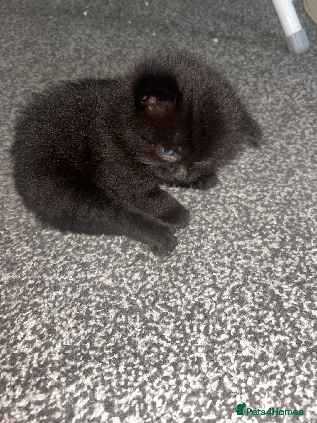 British Shorthair cats for sale: Three black kittens for sale  - Image 13