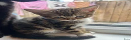 Mixed Breed cats for sale: Gorgeous Kittens ready for there forever home  - Advert 14