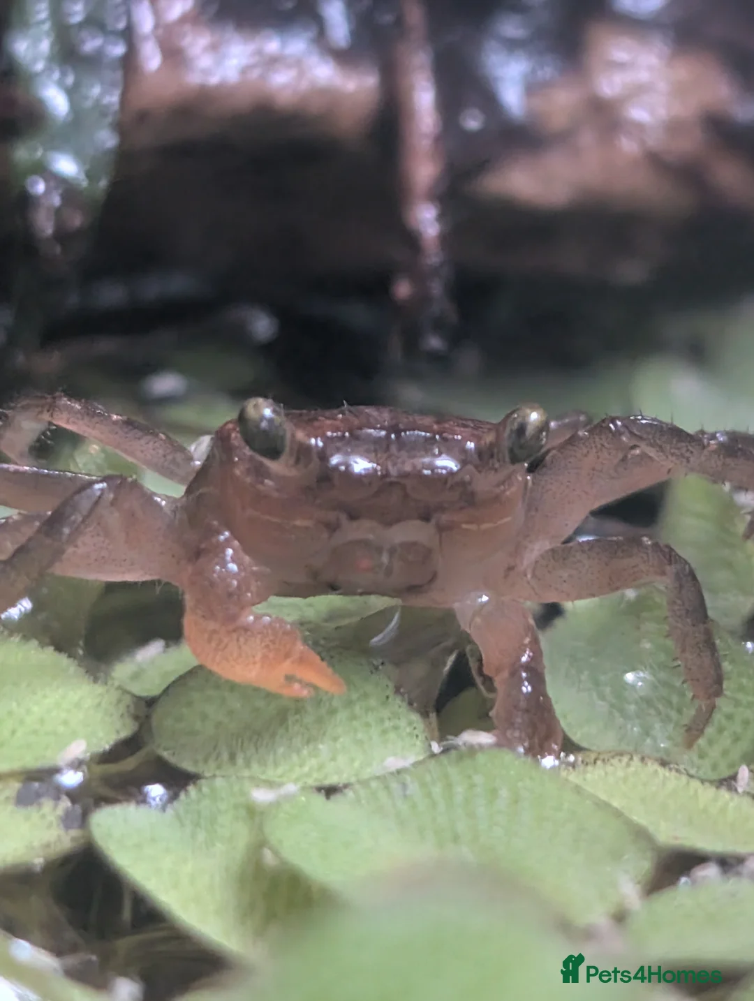 Crabs fish for sale: Tomato Vampire Crabs, Tanks, Food, everything in Glasgow - Advert 2