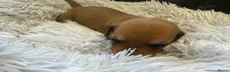 Miniature Dachshund dogs for sale: Beautiful Purebred Miniature Dachshund Puppies 🐾 - Advert 17