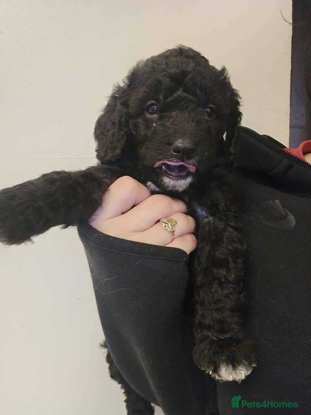 Goldendoodle dogs for sale: Goldendoodles  - Advert 9
