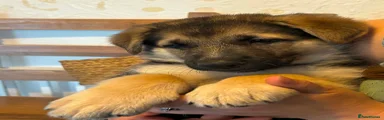 German Shepherd Green Female