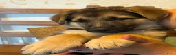 German Shepherd dogs for sale: Quality Straight Backed German Shepherd Puppies - Advert 14