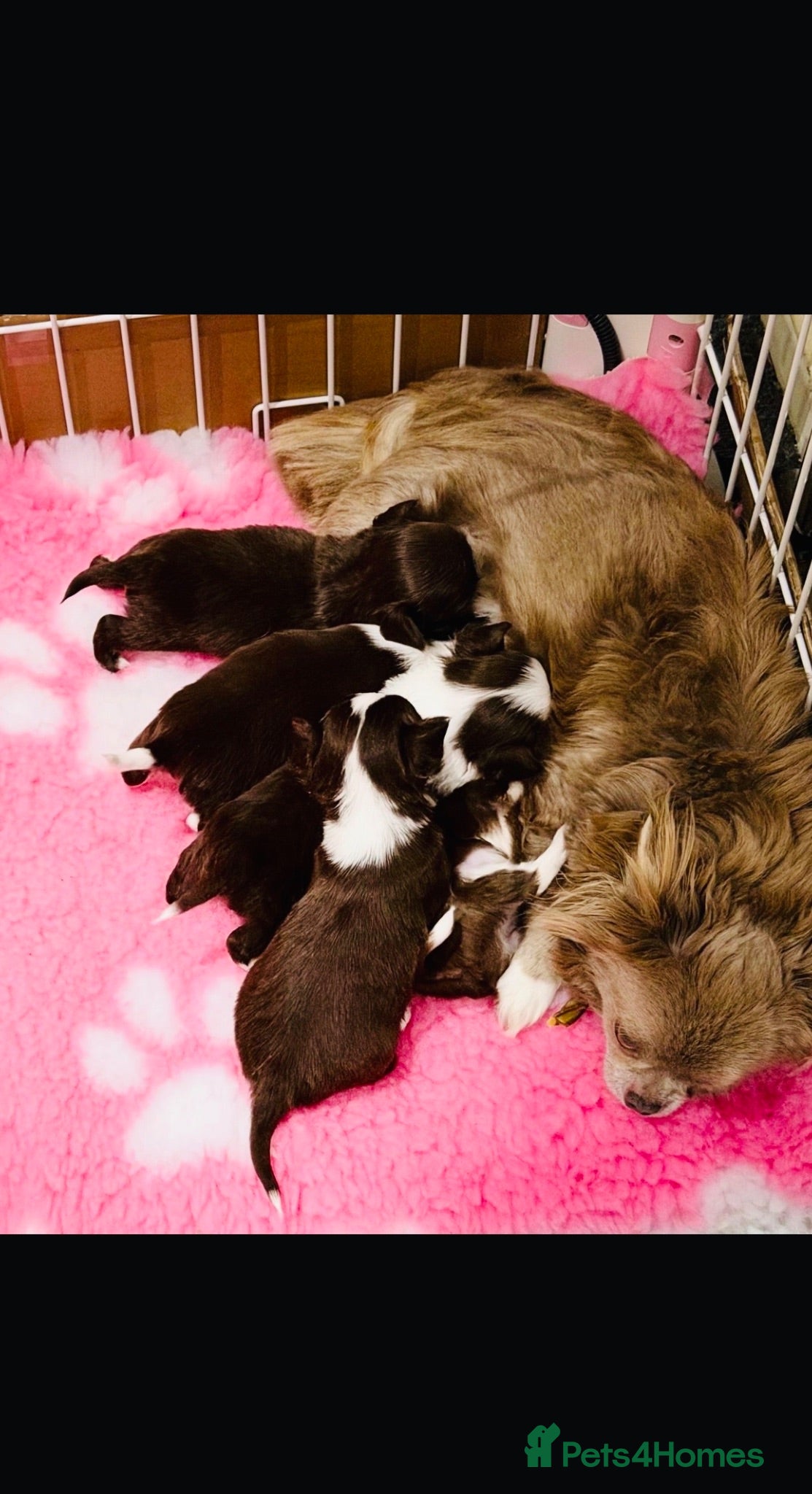 Chihuahua dogs 4 KC CHOCOLATE &WHITE LONG COAT PUPPYS  - Advert 7