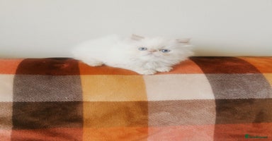 Persian cats - Advert 10