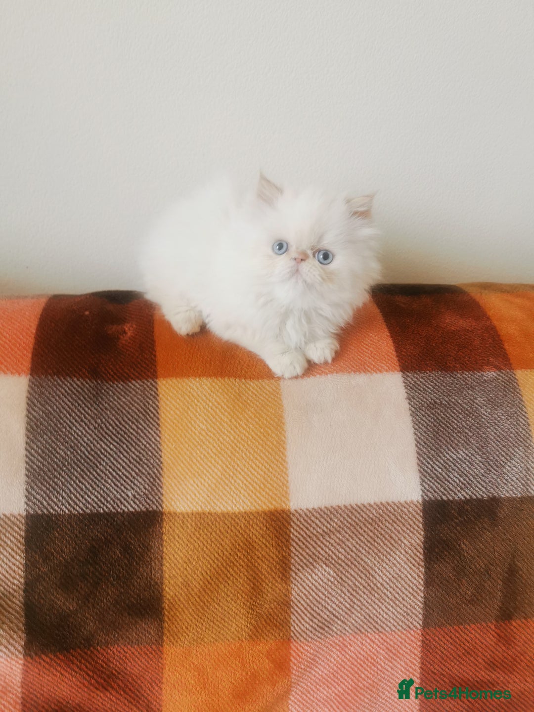 Persian cats for sale: Pedigree exotic long haired  kittens - Image 2