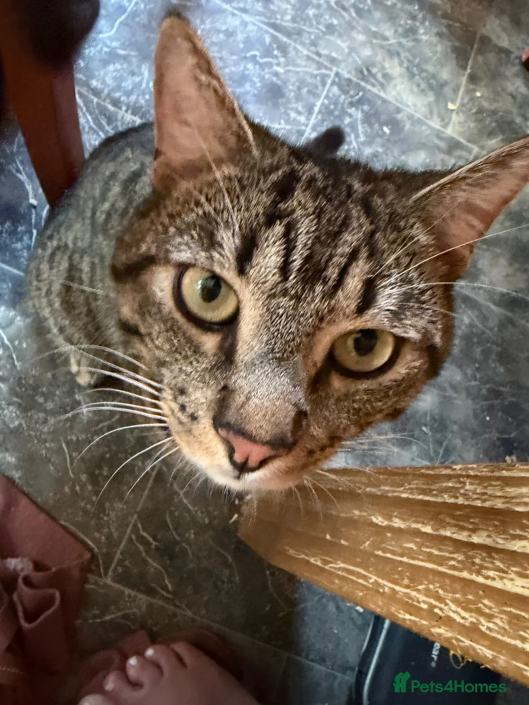 Mixed Breed cats for sale: Mixed breed kittens for sale  - Advert 2