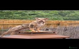 Old Tyme Bulldog dogs for sale: Beautiful merle 8 month old tyme English bulldog  - Image 2