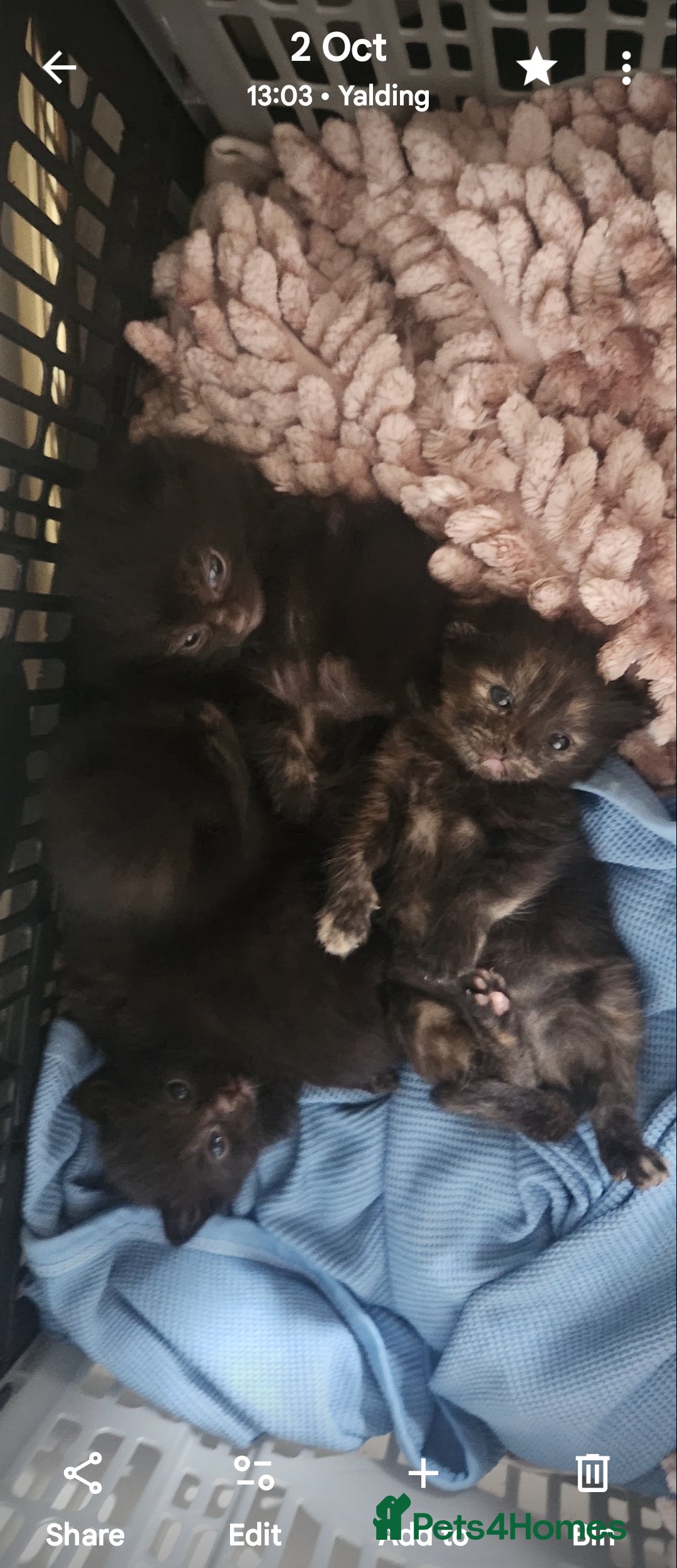 Mixed Breed cats for sale: Beautiful mixed kittens - Image 6