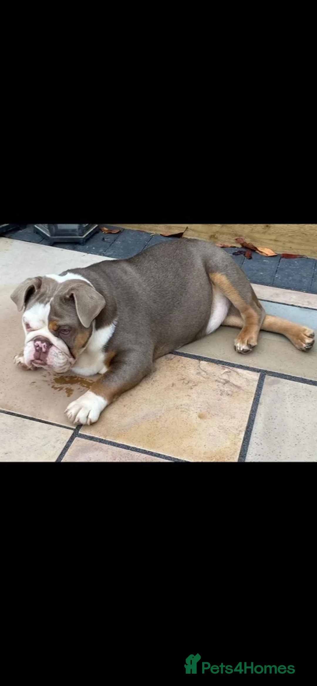 English Bulldog dogs for sale: Female english bulldog  - Advert 3