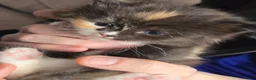Mixed Breed cats for sale: Stunning tortie girls - Advert 5