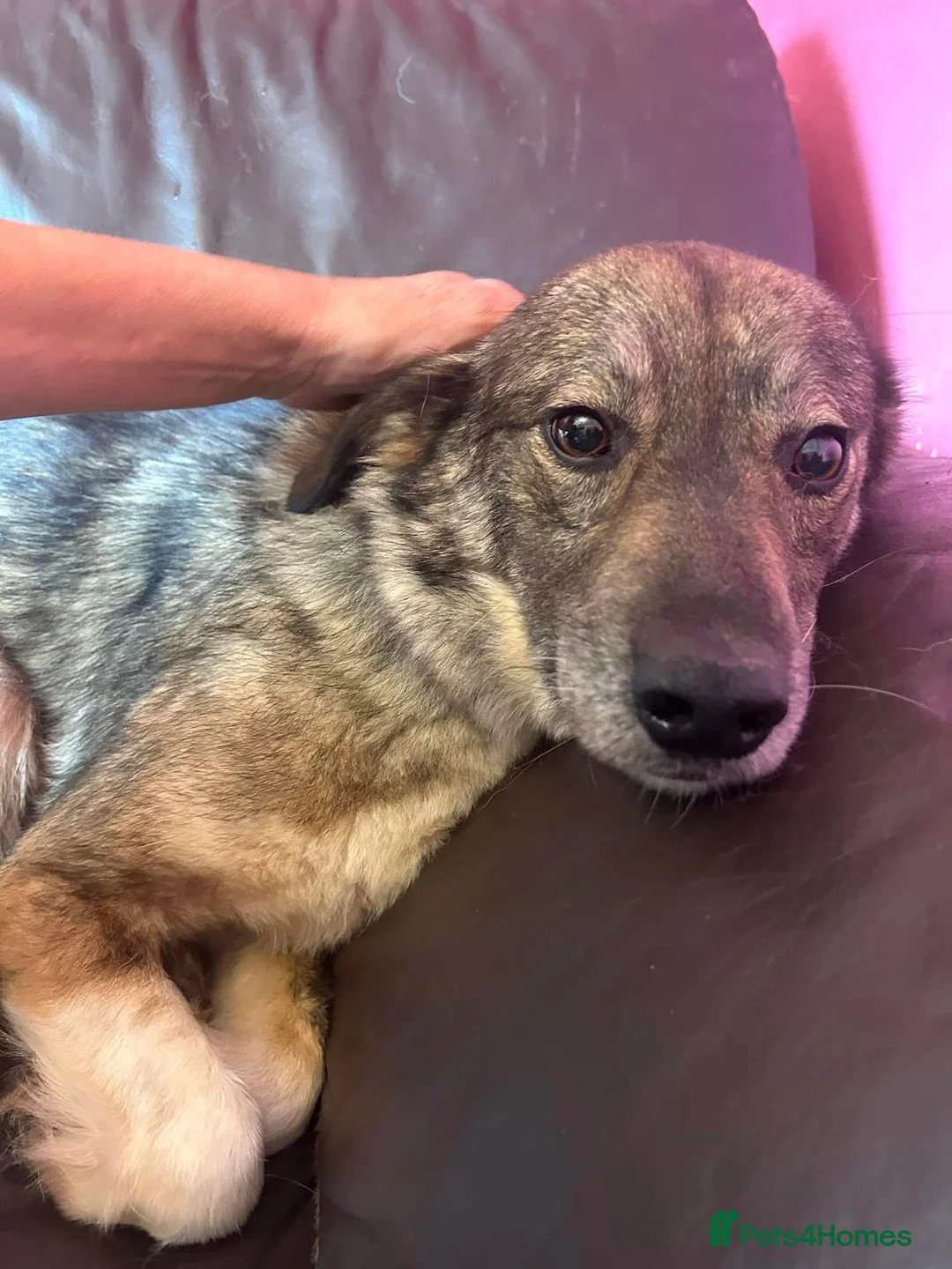 Mixed Breed dogs for adoption: Stanley - Norwich Norfolk  in Norwich - Advert 2