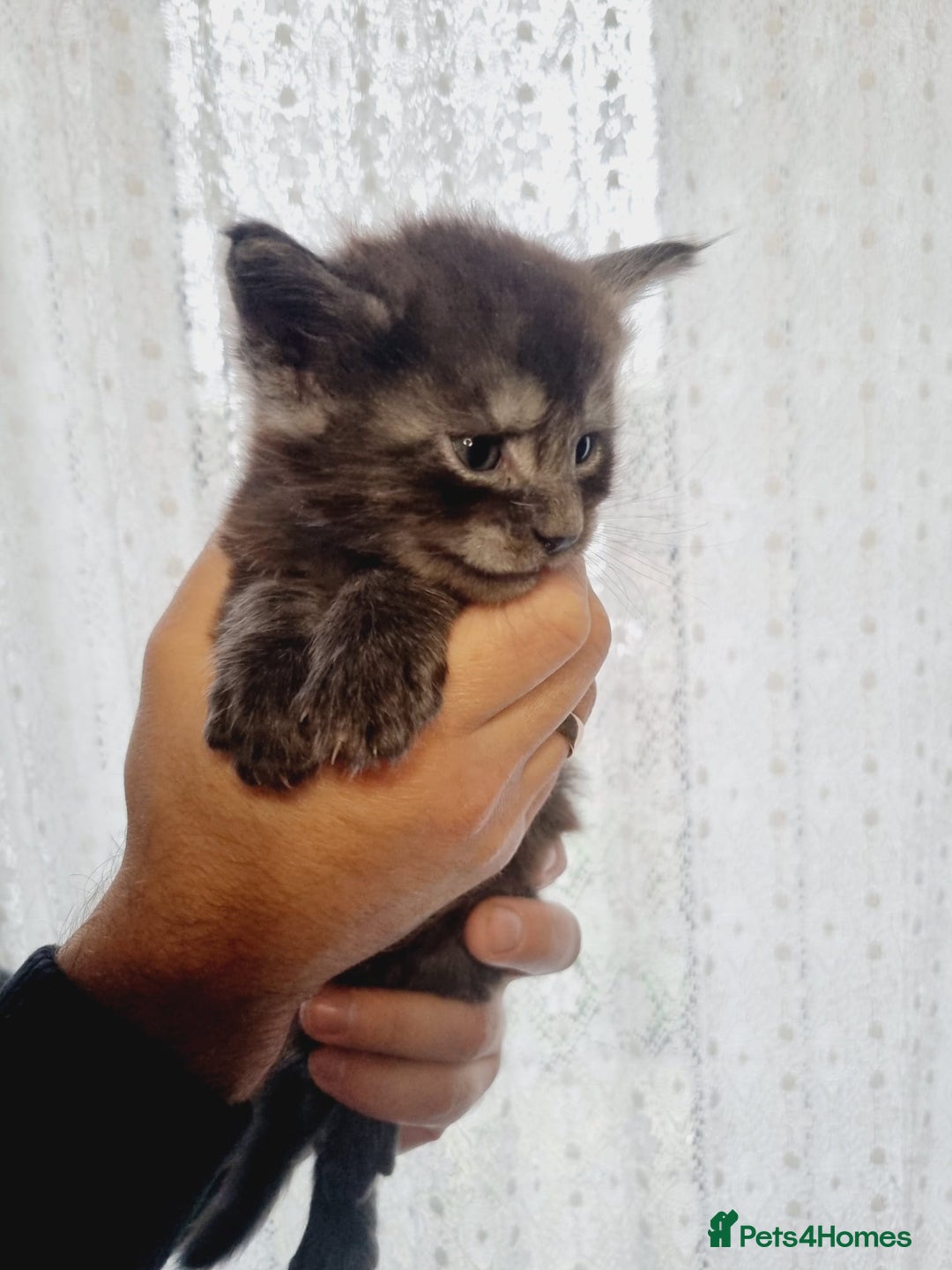 Maine Coon cats for sale: GCCF Regestered Maine Coon Kittens - Advert 4