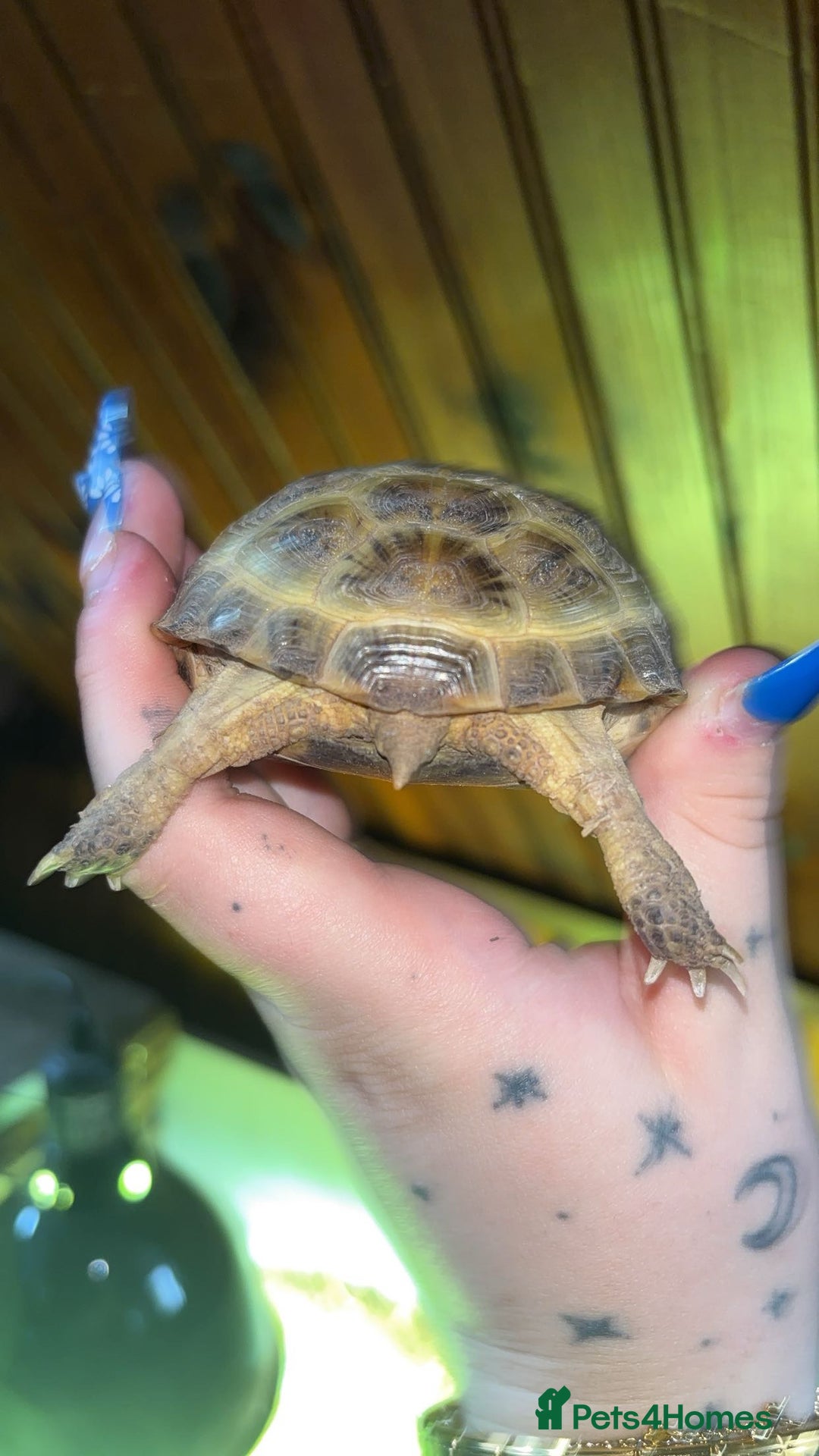 Tortoise reptiles for sale: Horsefield tortoise full set up - Image 4