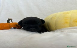 Patterjack dogs for sale: Patterdale x jackrussel  - Image 3