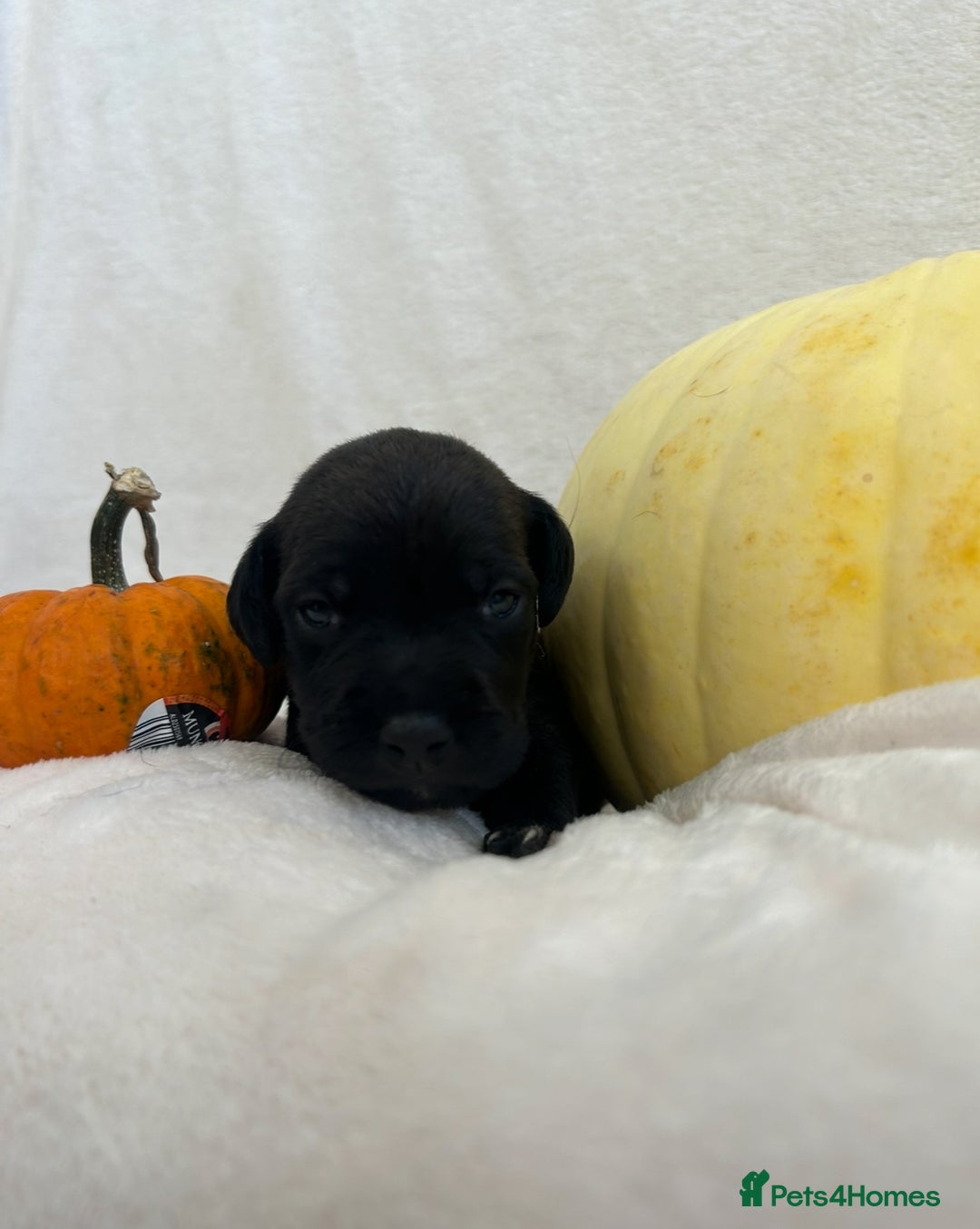Patterjack dogs for sale: Patterdale x jackrussel  - Image 3
