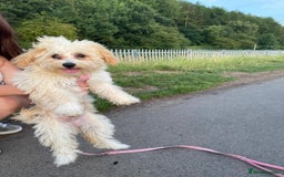 Maltipoo dogs for sale: Maltipoo - Image 3